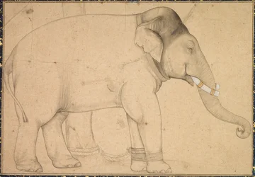Teckning av en elefant, ca. 1700.