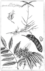 Durva Agrostis Linearis av Dr Koenig, 1799
