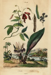 Dusky korallärta, Kennedia rubicunda 1, falsk sarsaparilla, Hardenbergia violacea 2 och blackhorm