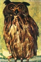 Örnuggla, c1928.