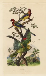 Eastern rosella, Platycercus-examen och gulkrönt amazon, Amazona ochrocephala