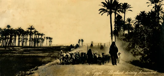 Egypten - Herde som kör hemåt, c1918-c1939.