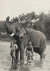 Elefant i Mahavaliganga, 1926