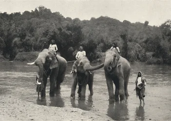 Elefanter som badar i Mahaaliganga, 1926