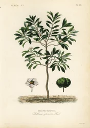 Elefantäpple eller chulta, Dillenia indica, Dillenia speciosa, Dillenie elegante