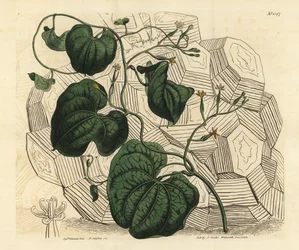 Elefantfot, Dioscorea elephantipes (hona cape bryony, Tamus elephantipes faemina)