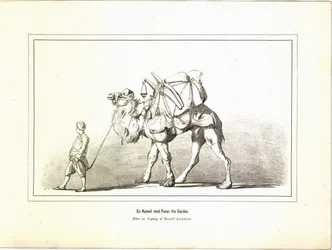 En kamel med förare från Sardes. Illustration hämtad ur boken Brogede rejsebilleder av Elisabeth Jerichau-Baumann och utgiven av Forlagsbureauet (Köpenhamn, 1881)