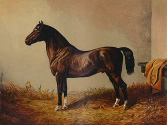 Hela ponnyhacket Don Carlos, c1897.