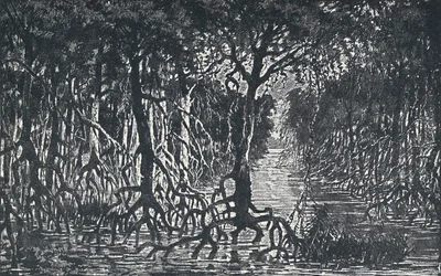 Ekvatorialafrikansk skog, 1924