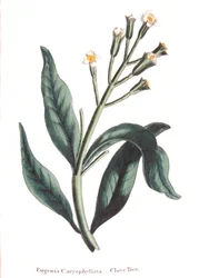 Eugenia caryophyllata - kryddnejlikaträd, 1823