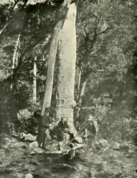 Eurobin Falls, Buffalo Mountains, 1901.