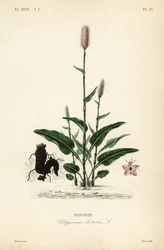 Europeisk bistort eller ormrot, Persicaria bistorta, Polygonum bistorta, Bistorte