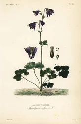 Europeisk akleja, Aquilegia vulgaris, Ancolie vulgaire