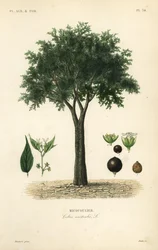Europeiskt nässelträd, medelhavshackberry, loteträd eller honungsbär, Celtis australis, micocoulier