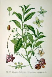 Europeiskt spindelträd, 1893