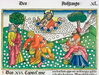 2 Mosebok 16:13-22: Gud förser israeliterna med vaktel och Manna