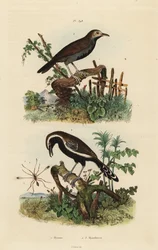 Fairyfly, Mymar pulchellum 1, sydlig vitfransmyrtorn, Formicivora grisea 2 och svartstrupig myrfågel, Myrmophylax atrothorax melanura 3