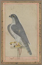 Falcon, c. 1770.