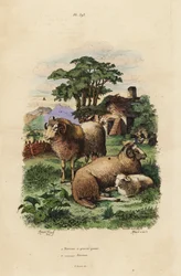 Fettsvansfår, Ovis aries 1, och merinofår, Ovis aries 2