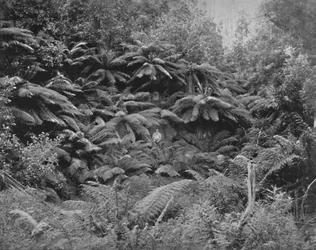 Fern-Tree Valley, under Mount Wellington, 1800-talet