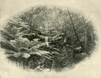 Fern Tree Gully, Tasmanien, 1901.