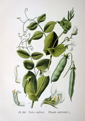 Åker- och trädgårdsärta, 1893