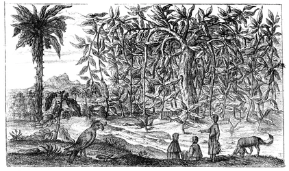Fikonträd, 1800-talet