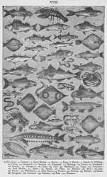 Fisk, 1907, 1907