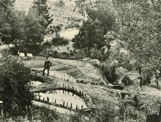 Fiskdammar, Ercildoune, nära Ballarat, 1901.