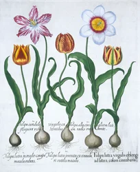 Fem tulpaner, 1613