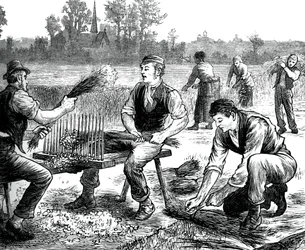 Lin porlande, c1880
