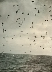 Flight of Antarctic Petrels, c1908, 1909.