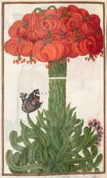 Florilegium: sida 18 verso boquet av orange liljor, 1608.