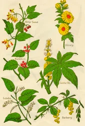 Blommor: Bitter söt, havtorn, kuber, cikoria, ricinolja, berberis, c1940.