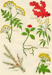 Blommor: Hemlock, Island Moss, Ipecacuanha, Indisk hampa, Juniper, Lovage, c1940