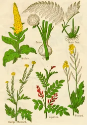 Blommor: Mullein, lök, hanormbunke, nodge-senap, lakrits, senap, c1940