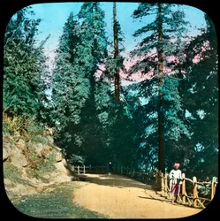 Forest, Murree, Indien, sent 1800-tal eller tidigt 1900-tal