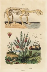 Fossilt skelett av en utdöd gigantisk jordslöja, Megatherium americanum, och teträd eller honungsmyrtenbuske, arter Melaleuca