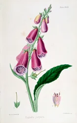 Foxglove Digitalis purpurea, 1800-talet.
