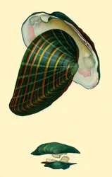 Sötvattensmussla, 1801, 1946.