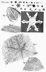Frysta material sett av den engelske mikroskopisten Robert Hooke, 1665
