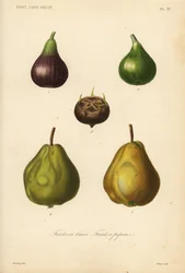 Frukt, kärnfrukt och bärfrukt