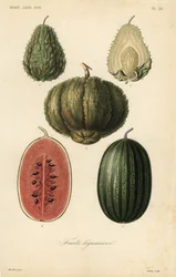 Frukter, frukter legumieres