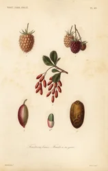 Frukt, nötter och bär, bärfrukter, stenfrukter