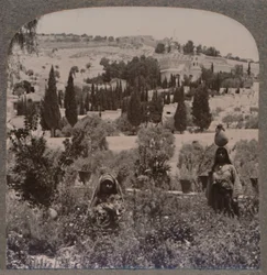 Getsemane trädgård och Oljeberget från grekiska trädgårdar, c1900