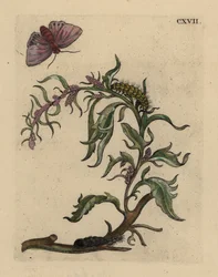 Trädgårds orache, Atriplex hortensis, med mal, larv och puppa