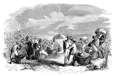 Samla bomull i en bomullsplantage, c1895