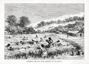 Samla kokaväxten Erythroxylum coca i Bolivia, 1877