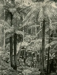 Jätteormbunkar vid Gembrook, 1901.