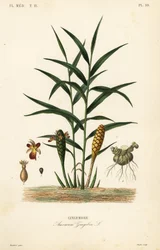 Ingefära eller ingefära, Zingiber officinale, Amomum zingiber, Gingembre